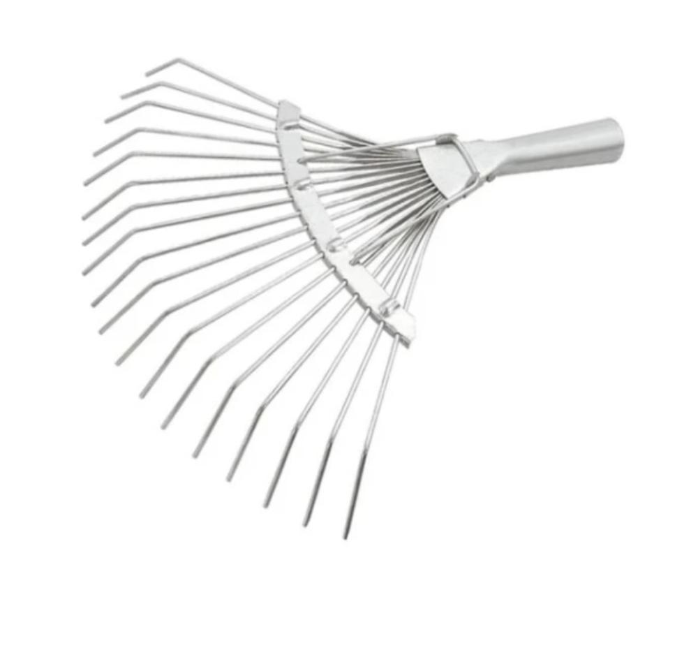 Slika GRABULJA BASTENSKA LEPEZASTA SIBRTEX