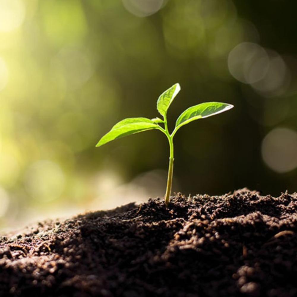 Slika ZEMLJA ZA CVECE 25/1